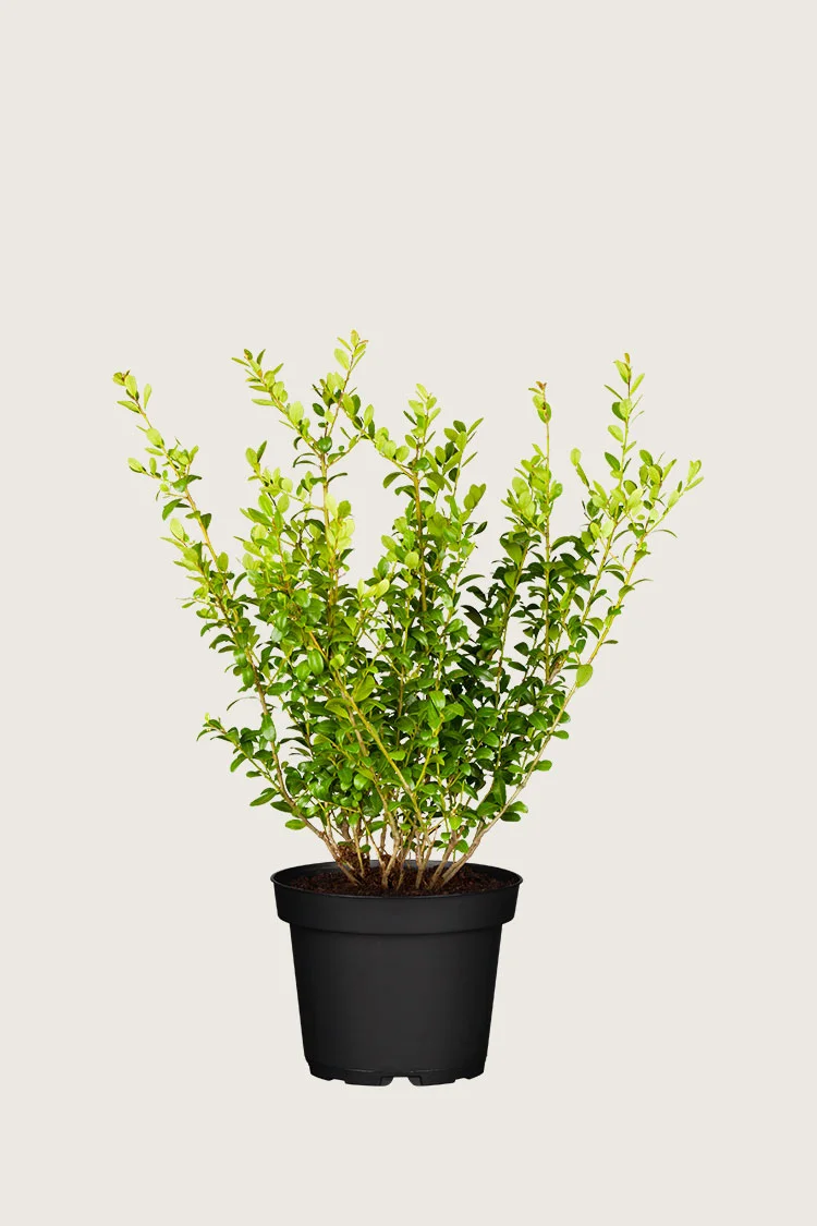 plantinavia20261015103041304525