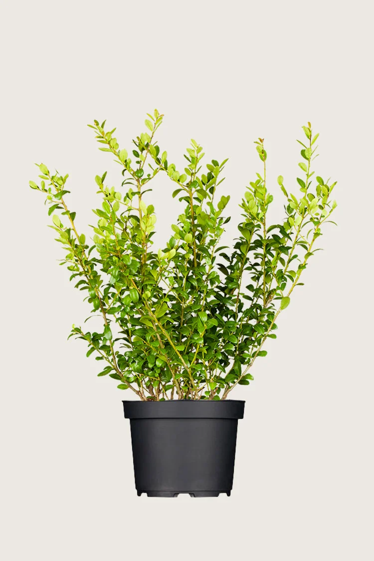 plantinavia20261015103042304535