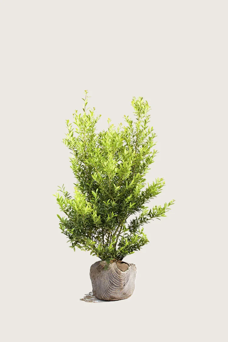 plantinavia20261015103043304540
