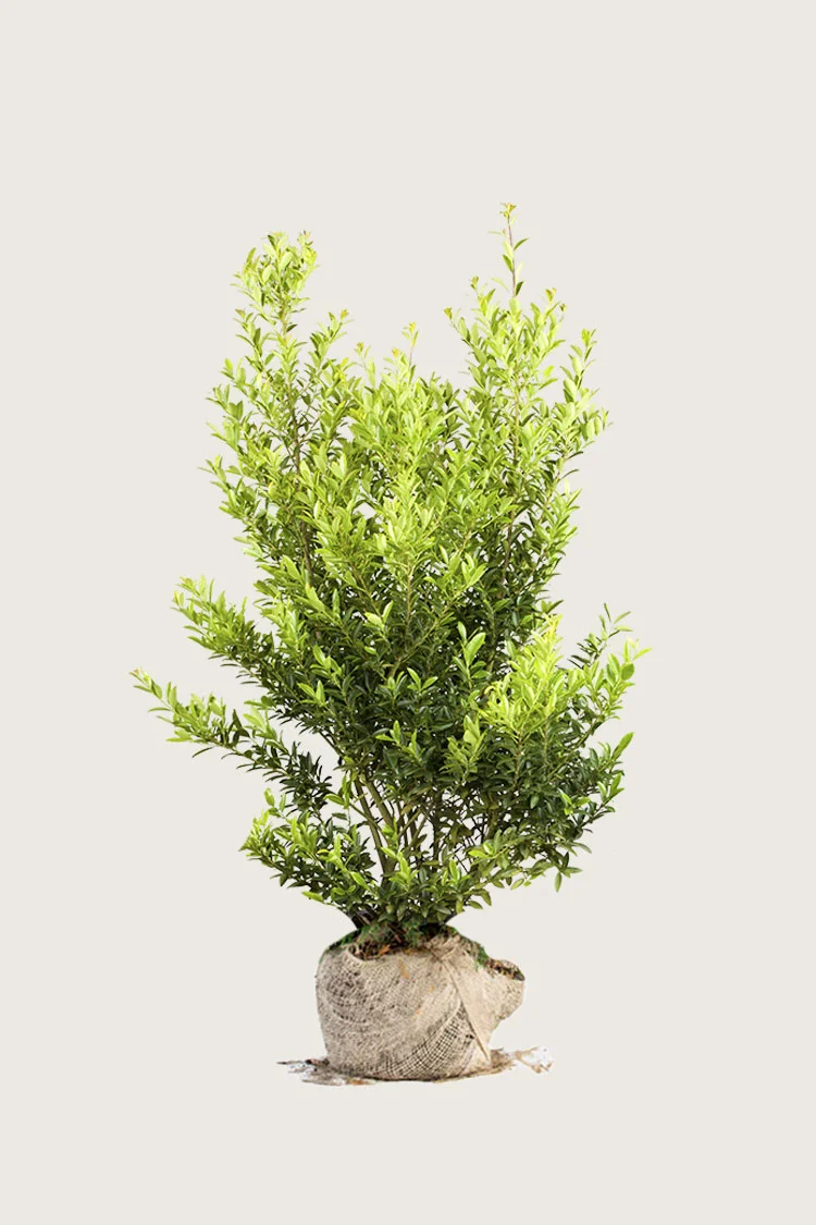 plantinavia20261015103045304546