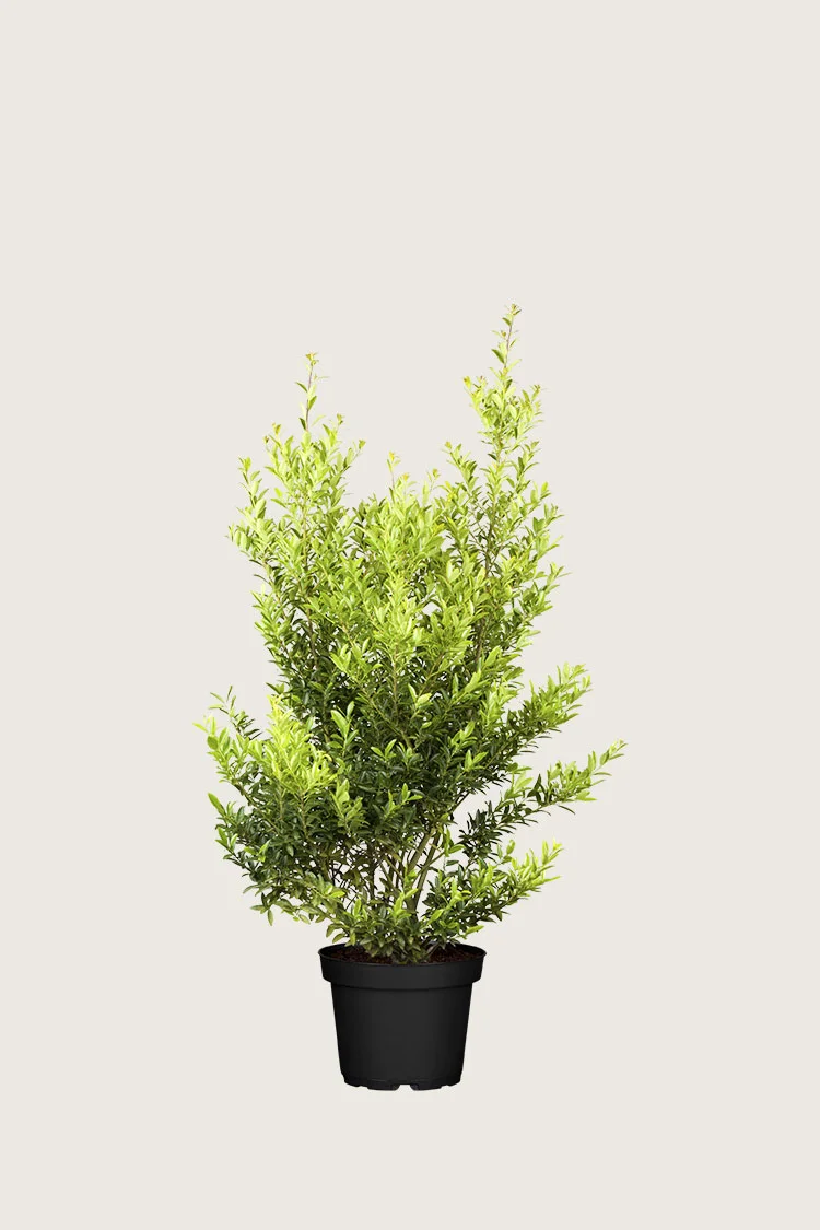 plantinavia20261015103047304563