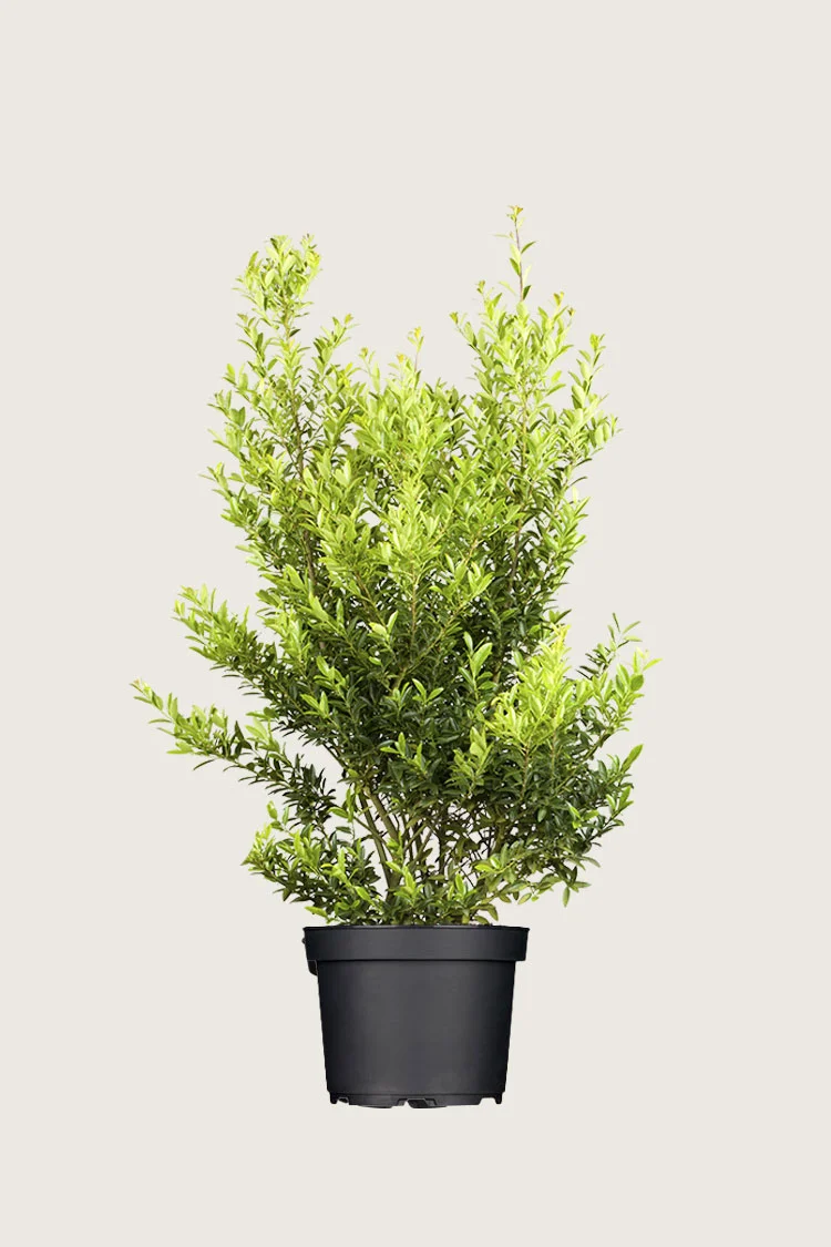 plantinavia20261015103048304571