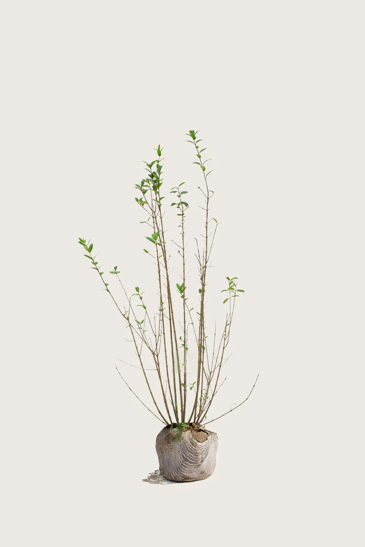 plantinavia20261015103100304656