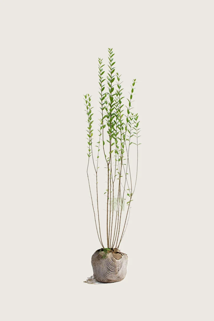 plantinavia20261015103101304664