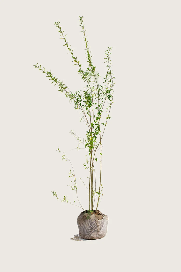 plantinavia20261015103103304678