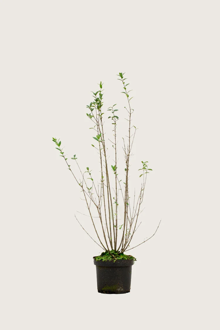 plantinavia20261015103105304690