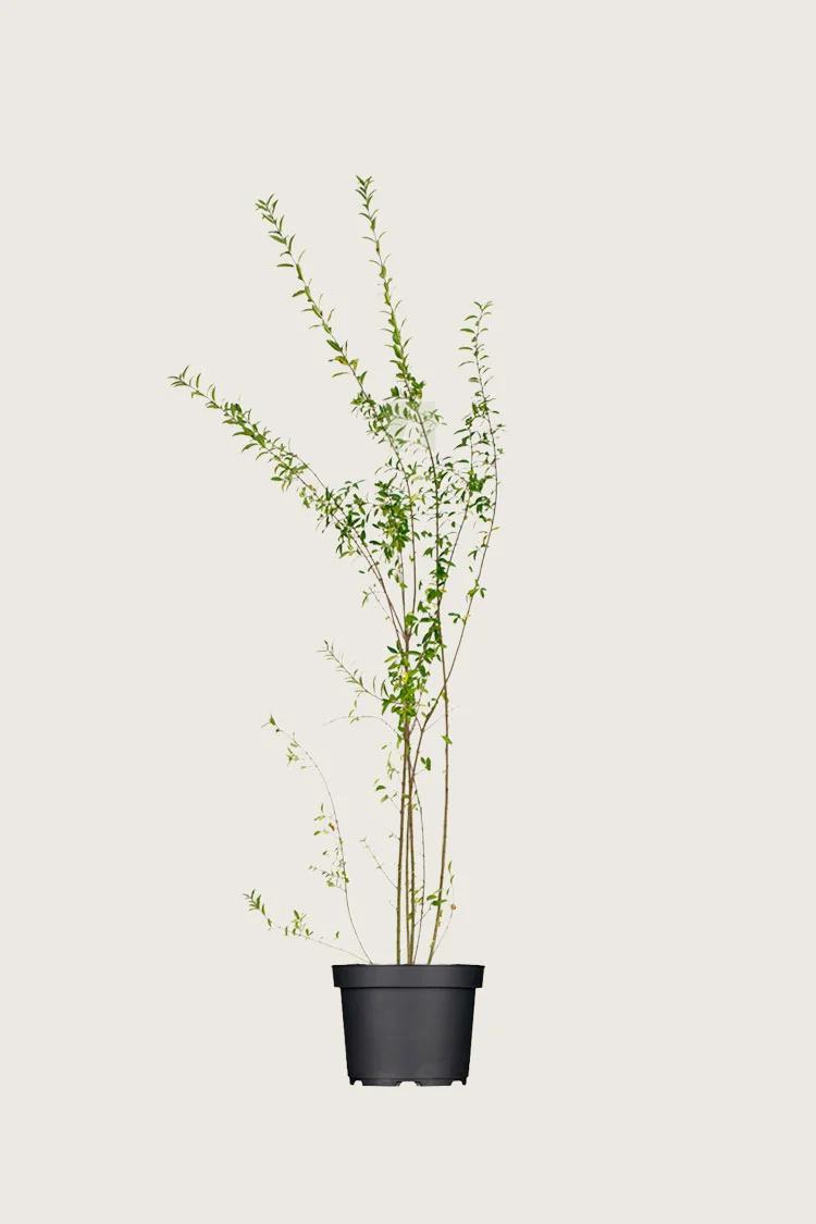 plantinavia20261015103107304712