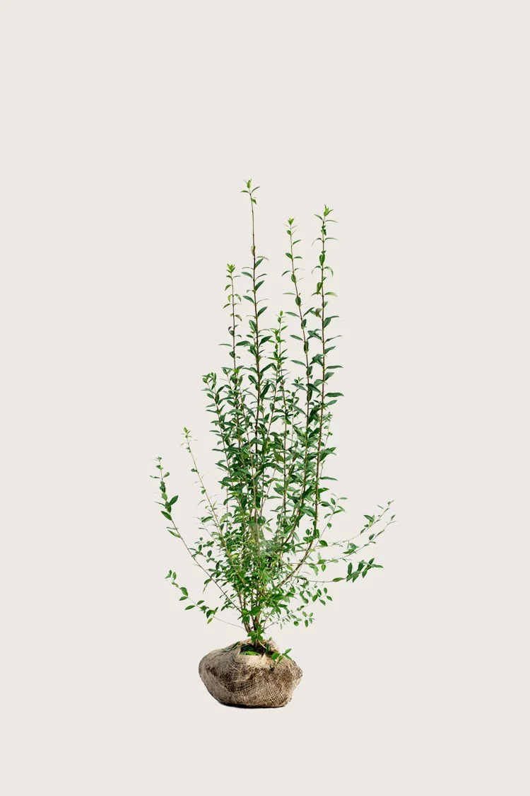 plantinavia20261015103109304730