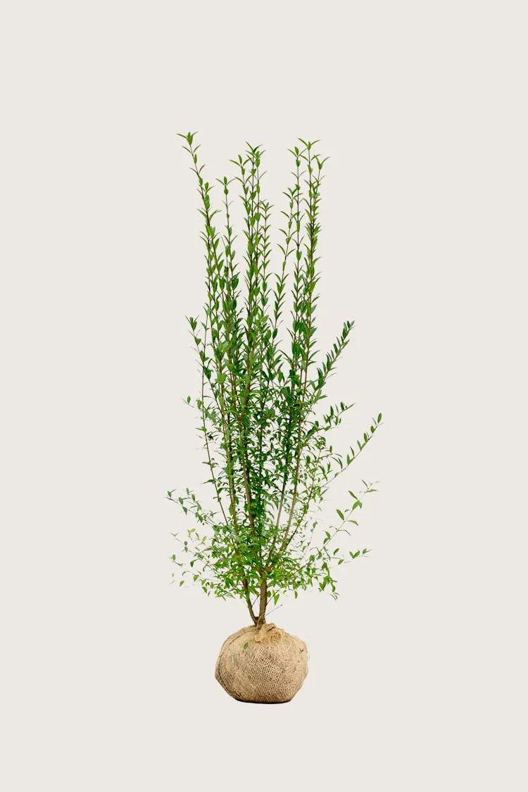 plantinavia20261015103110304738