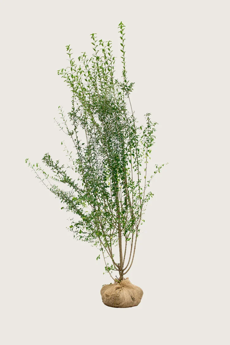 plantinavia20261015103112304752