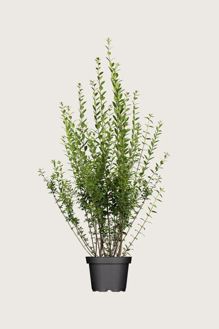plantinavia20261015103114304769