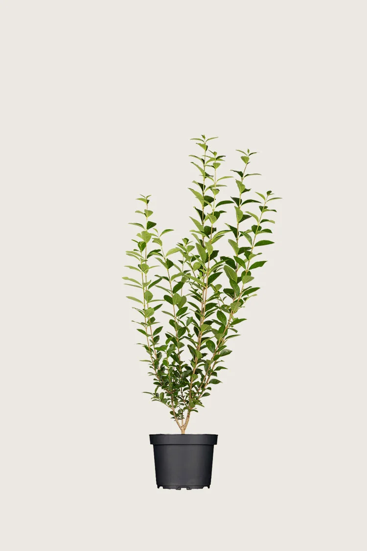 plantinavia20261015103114304770