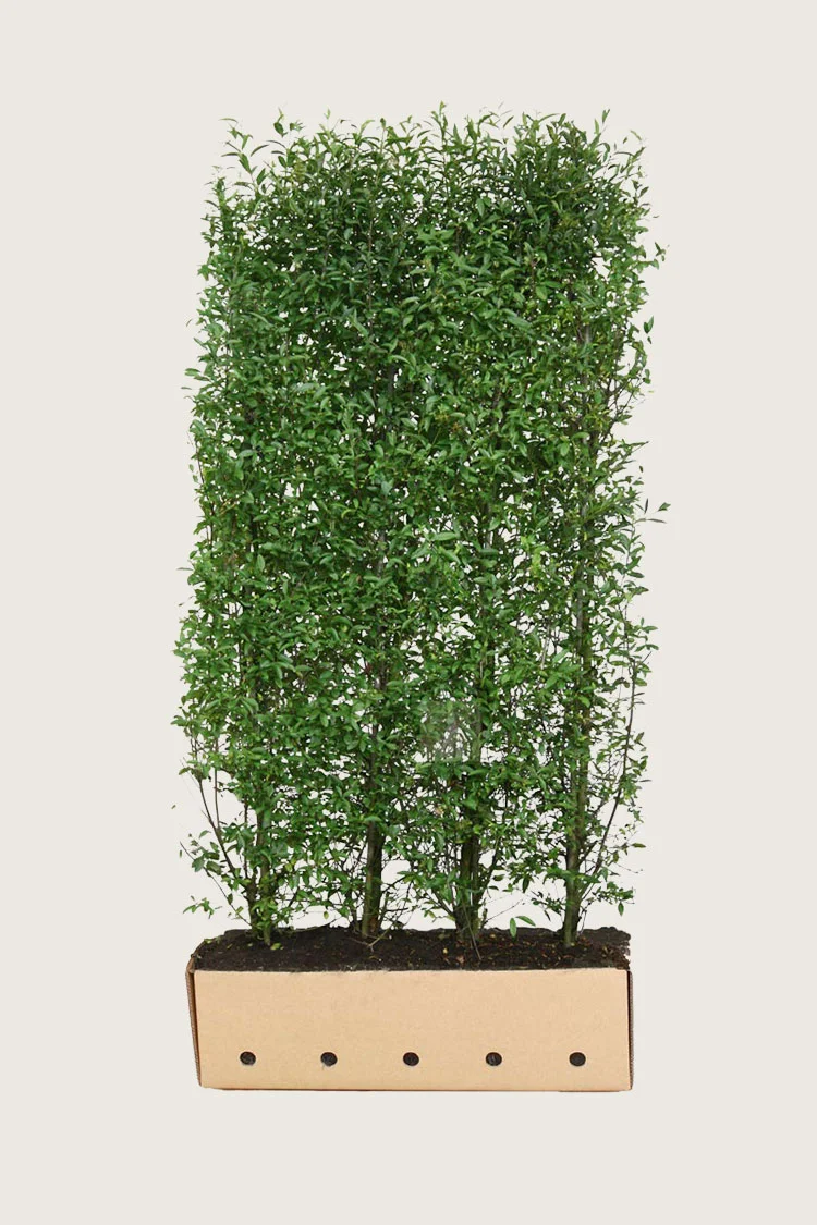 plantinavia20261015103117304794