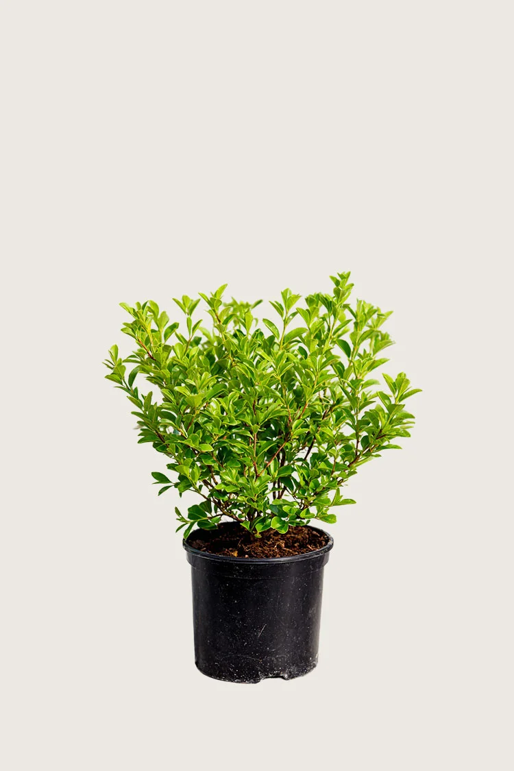 plantinavia20261015103119304815