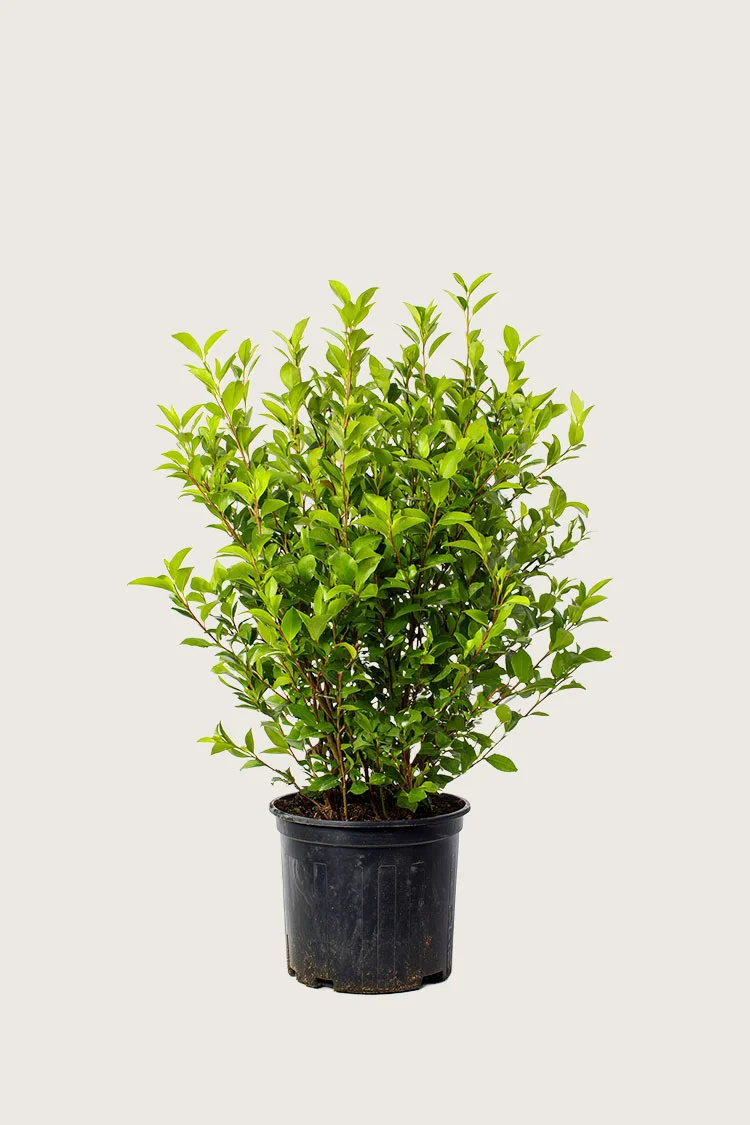 plantinavia20261015103120304827