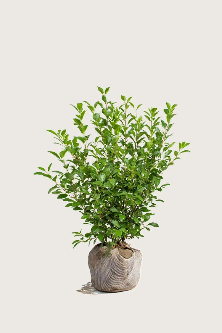 plantinavia20261015103129304908