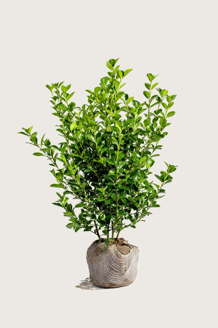 plantinavia20261015103129304910