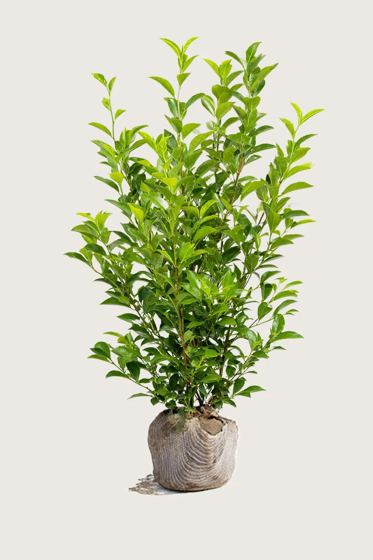 plantinavia20261015103132304928
