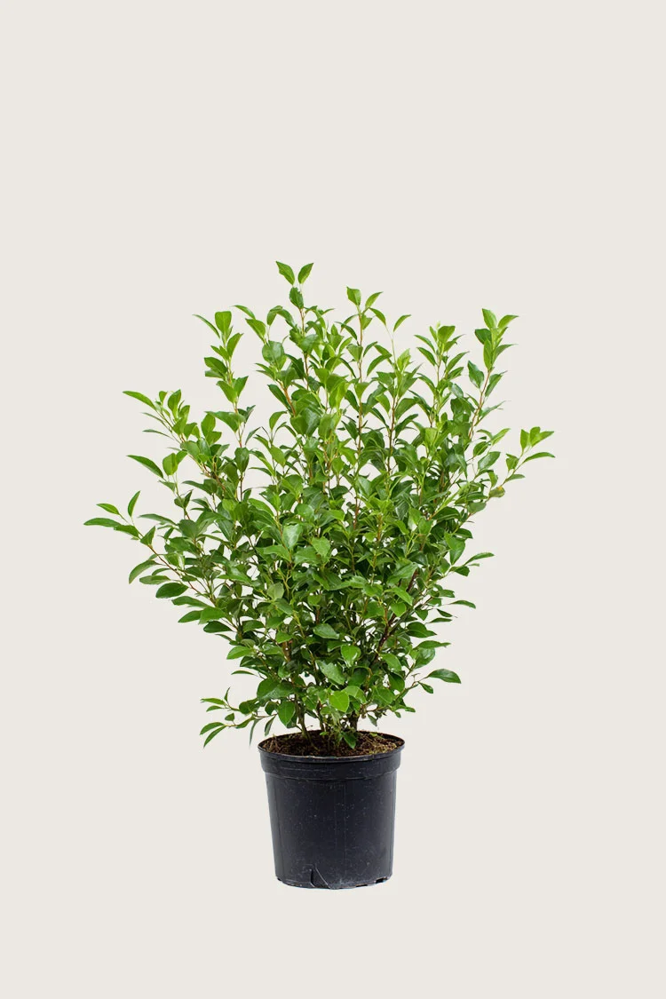 plantinavia20261015103133304932