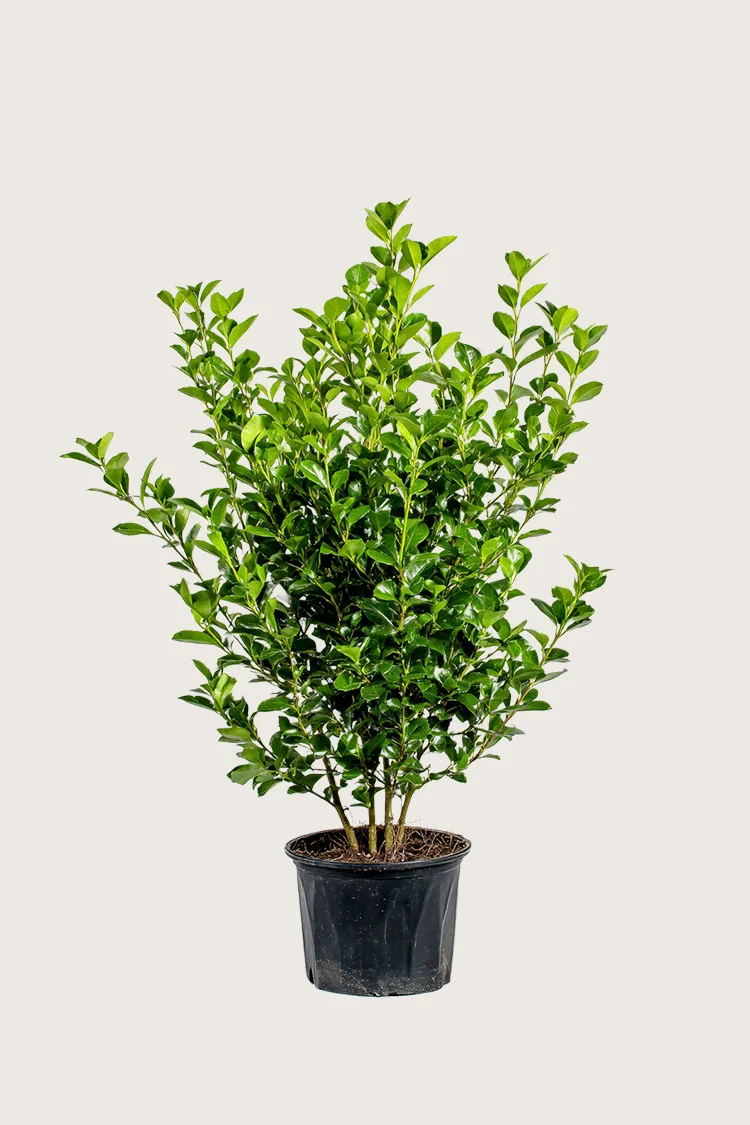 plantinavia20261015103135304946