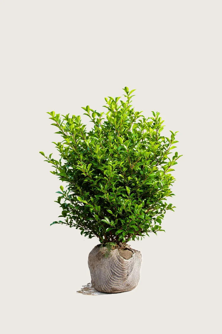 plantinavia20261015103136304960