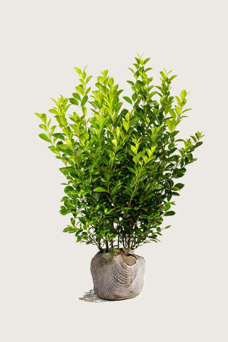 plantinavia20261015103139304973