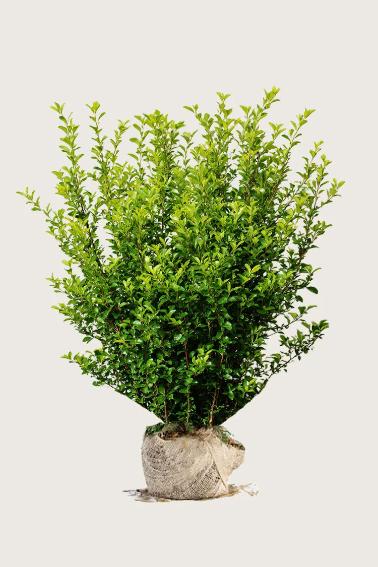 plantinavia20261015103140304985