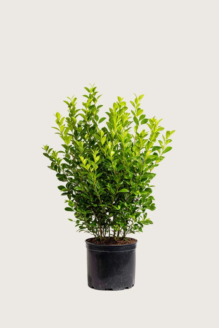 plantinavia20261015103140304988