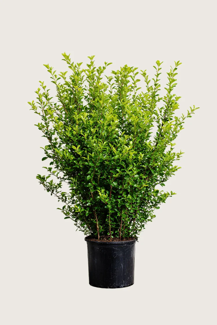 plantinavia20261015103142305005