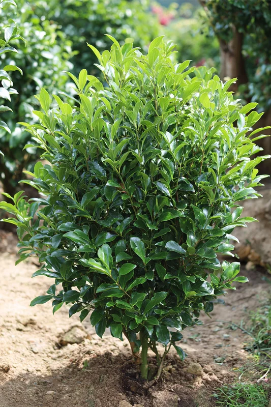 plantinavia20261015103144305019