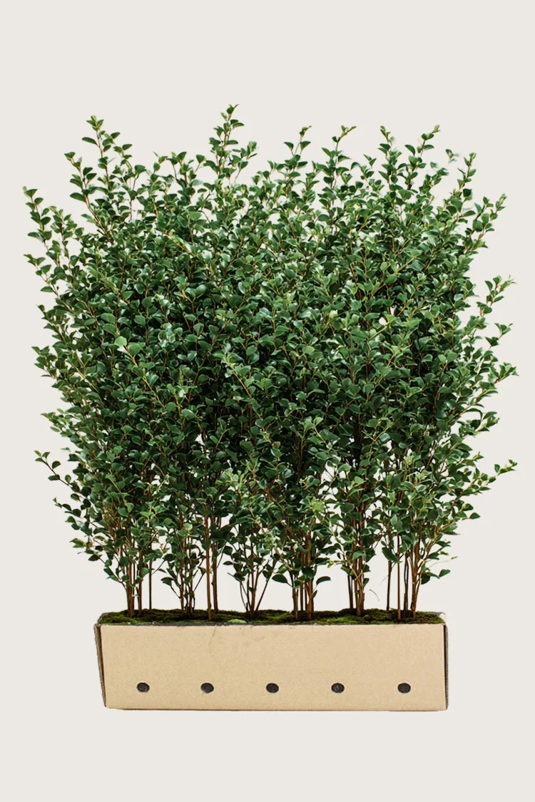 plantinavia20261015103145305021