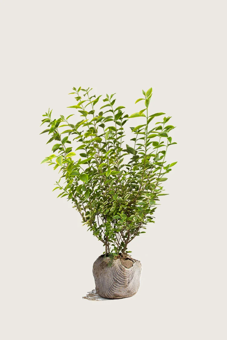 plantinavia20261015103150305071