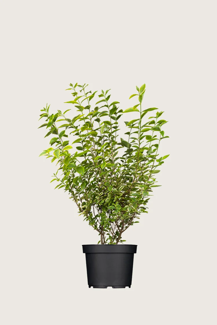 plantinavia20261015103152305085