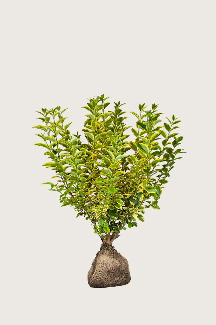 plantinavia20261015103154305094