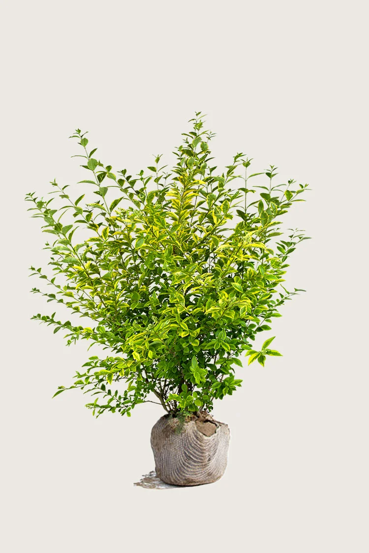plantinavia20261015103154305103