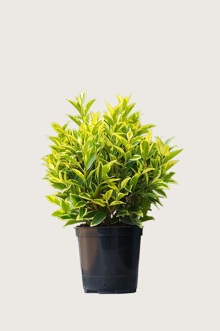 plantinavia20261015103155305110