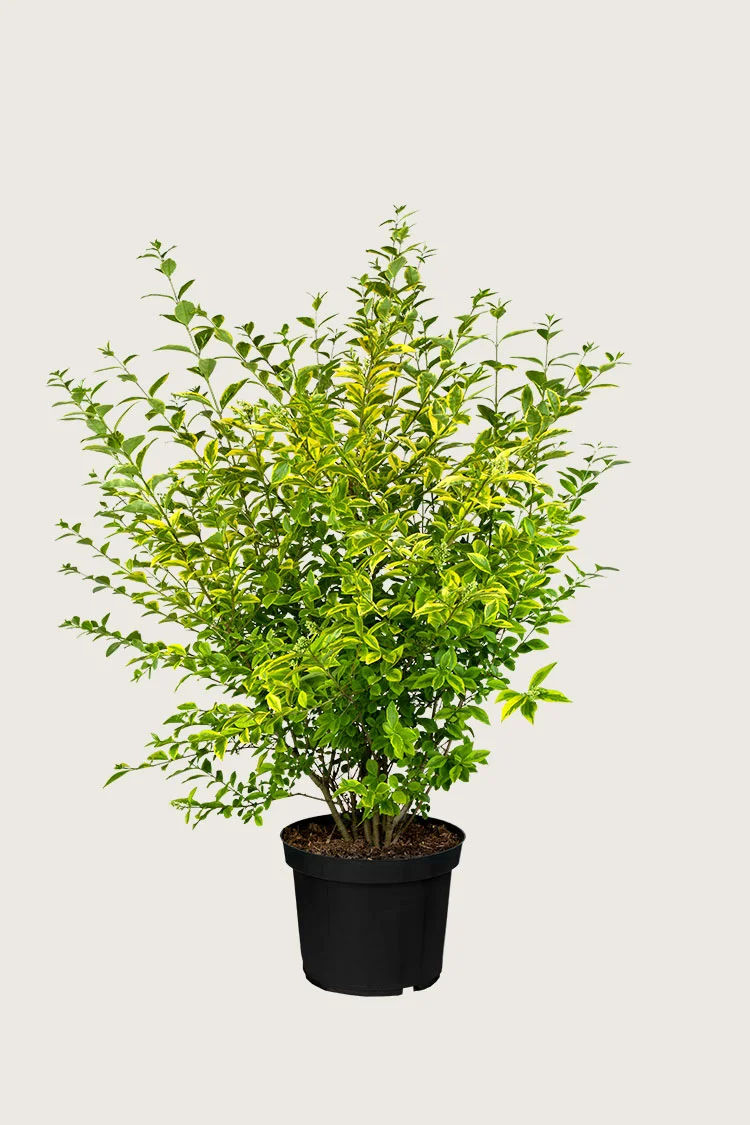 plantinavia20261015103156305117