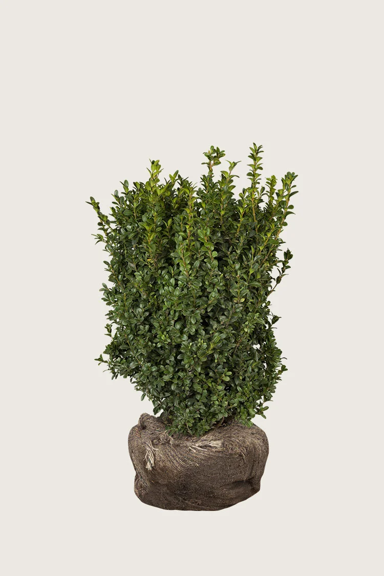 plantinavia20261015103202305159