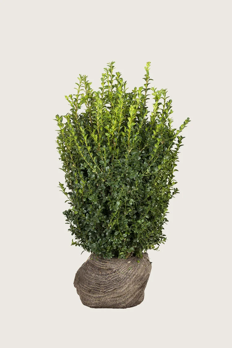 plantinavia20261015103203305169