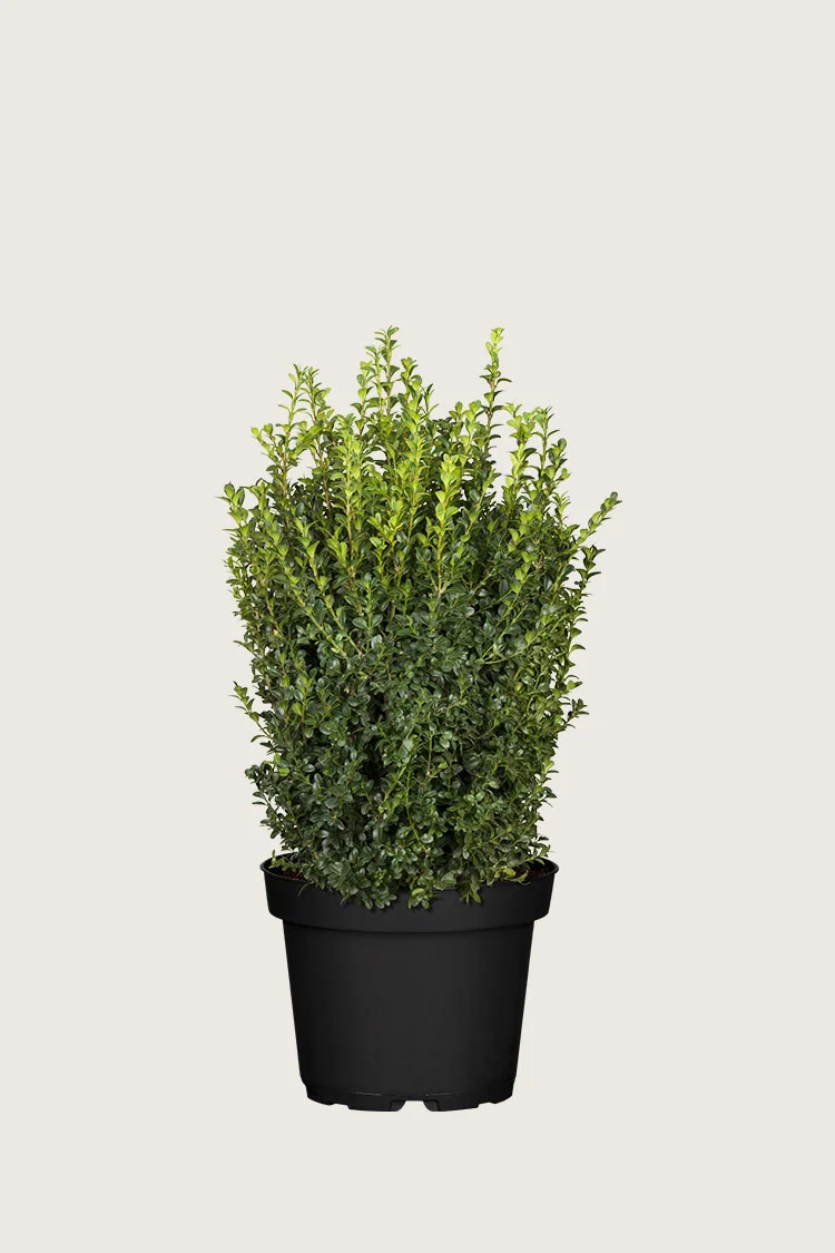plantinavia20261015103204305173