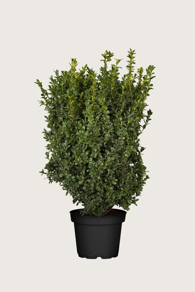 plantinavia20261015103205305182