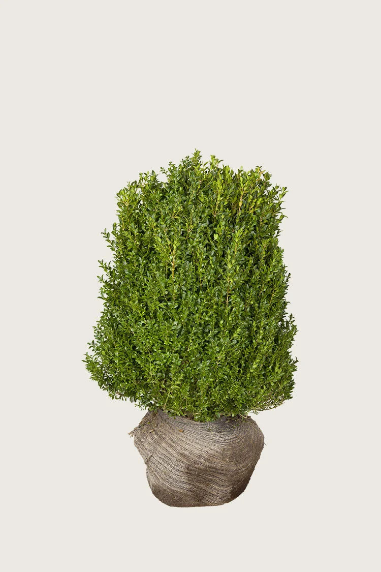 plantinavia20261015103206305193