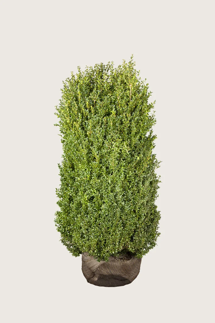 plantinavia20261015103208305215