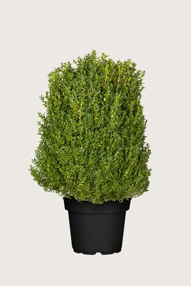 plantinavia20261015103209305226