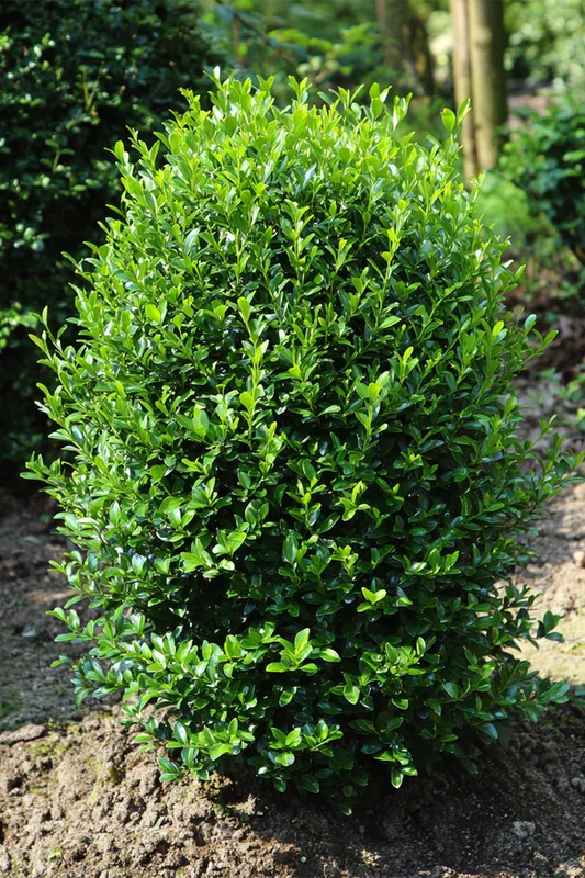 plantinavia20261015103211305239