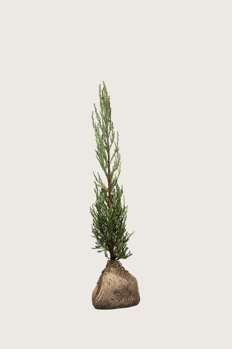 plantinavia20261015103211305241
