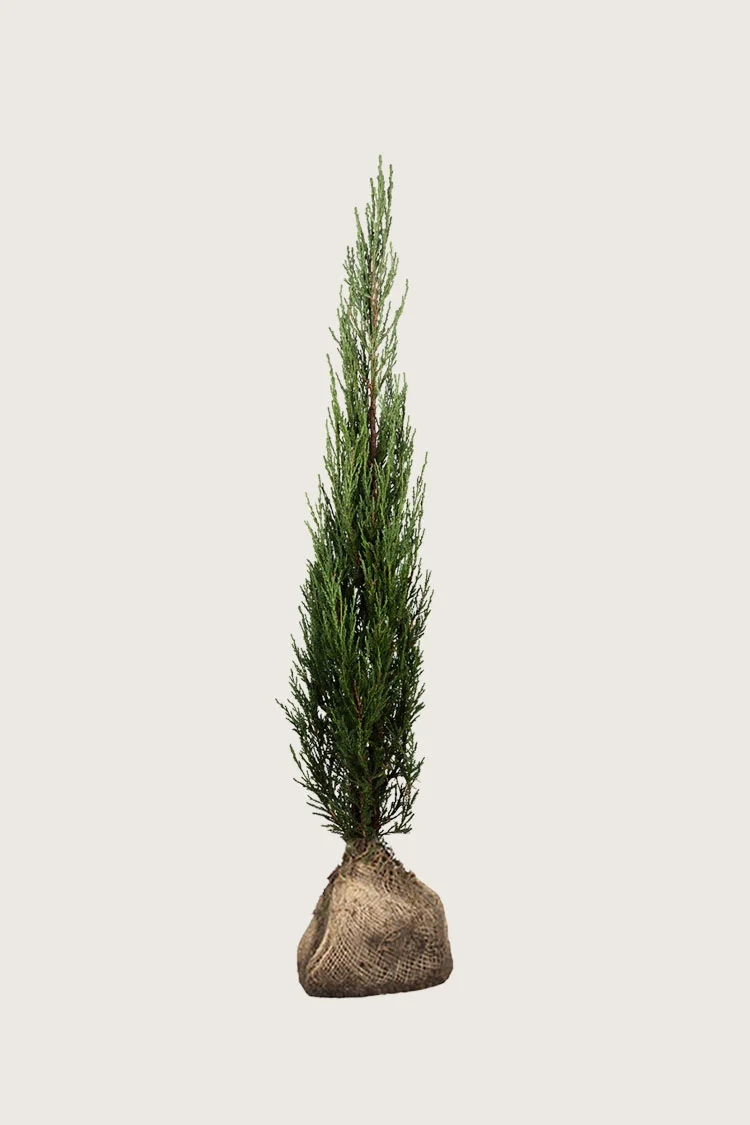 plantinavia20261015103214305263