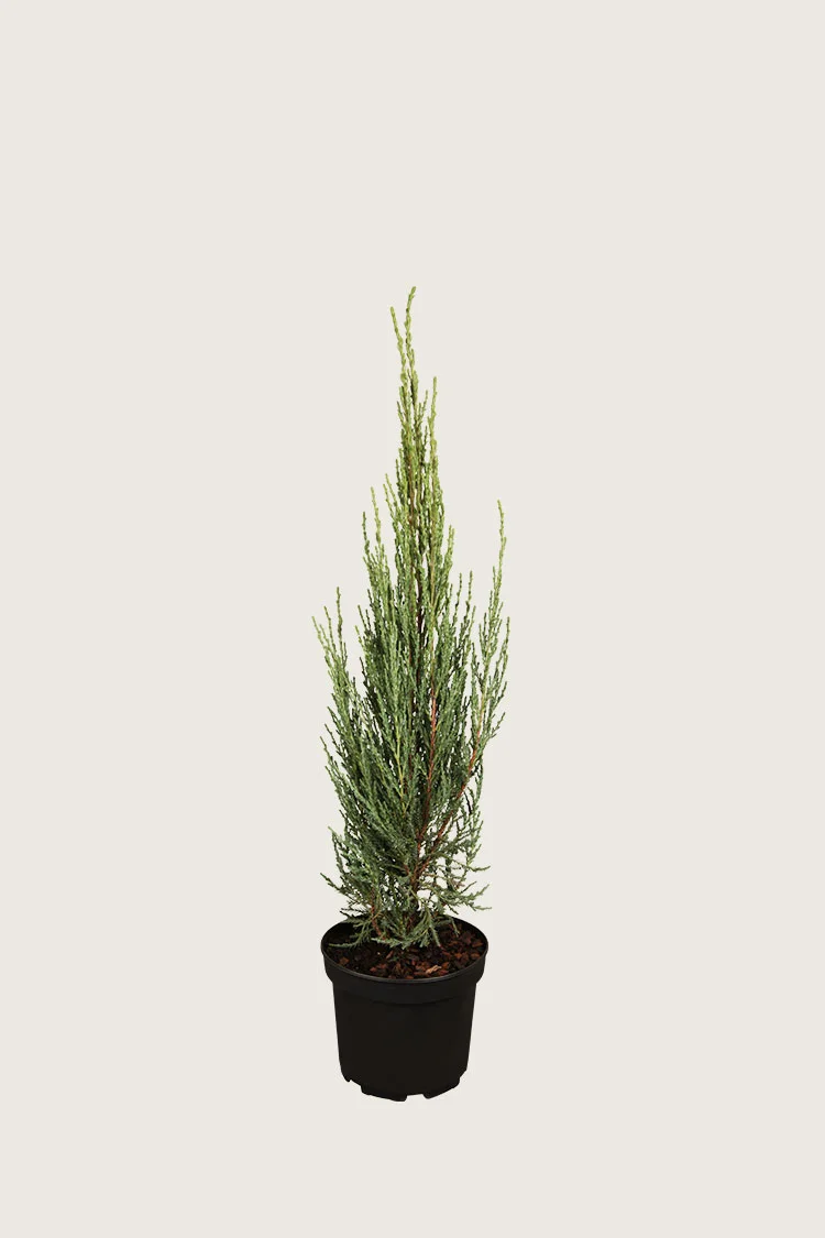 plantinavia20261015103216305278