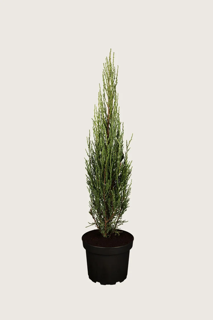 plantinavia20261015103217305291