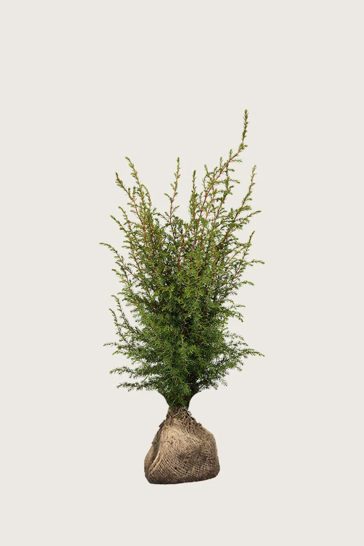 plantinavia20261015103219305311